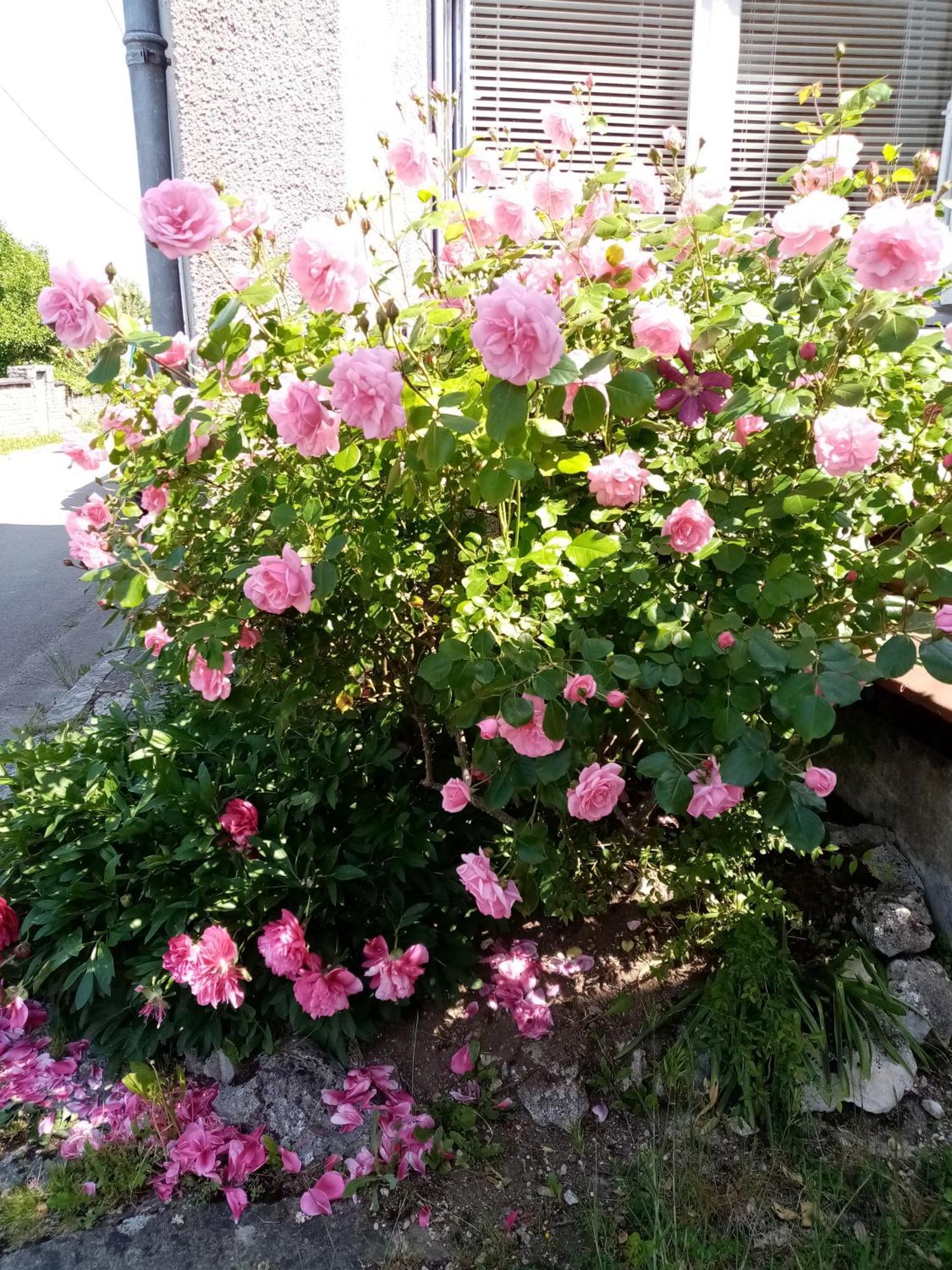 Gite Les 27 Roses Et Plus Châtel-Censoir Exteriör bild